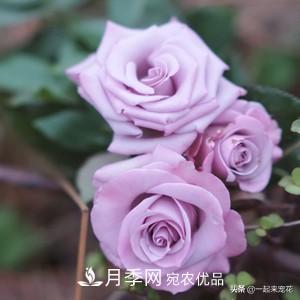 推薦10款藍(lán)紫系月季，總有一款是你喜歡的(圖6)