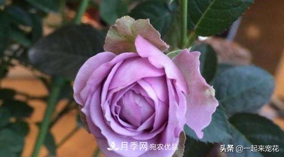 推薦10款藍(lán)紫系月季，總有一款是你喜歡的(圖8)