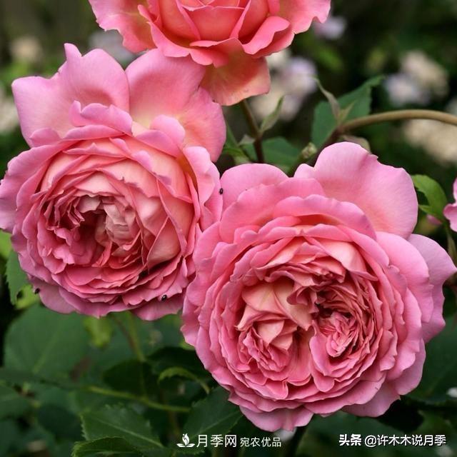月季垂頭怎么辦？枝條柔軟不直立怎么回事，教你一招搞定(圖2)