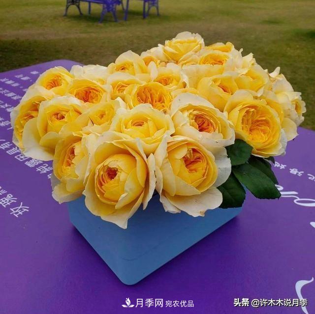 月季垂頭怎么辦？枝條柔軟不直立怎么回事，教你一招搞定(圖1)