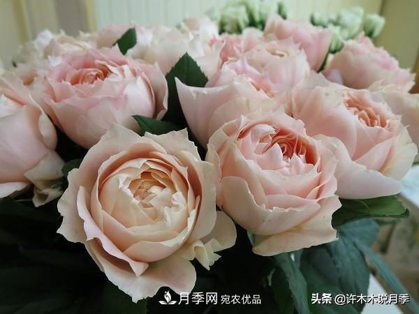 月季垂頭怎么辦？枝條柔軟不直立怎么回事，教你一招搞定(圖5)