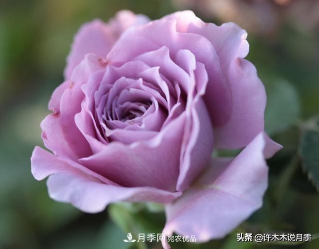 月季垂頭怎么辦？枝條柔軟不直立怎么回事，教你一招搞定(圖4)