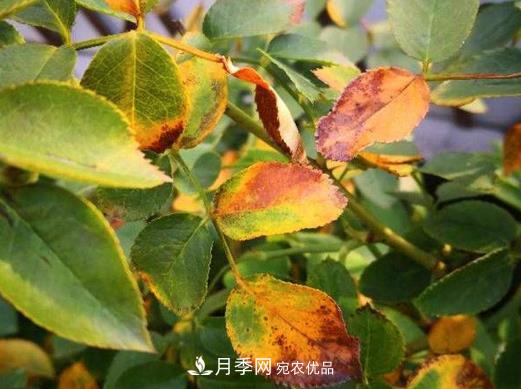 由于肥傷引起的月季黃葉怎么解決？(圖1)