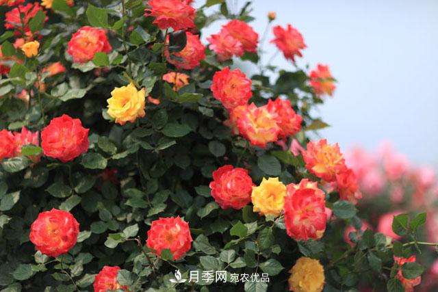 莖蜂、葉蜂如何防治？藤本月季白粉病如何防治？(圖1)
