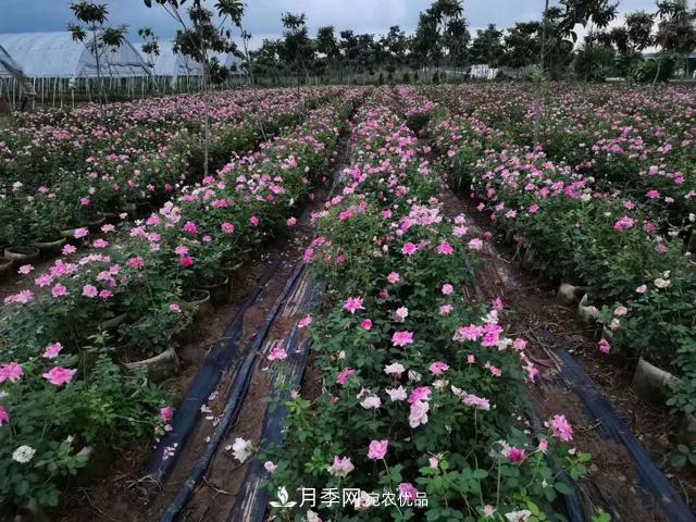 地栽月季的水肥如何管理？(圖1)