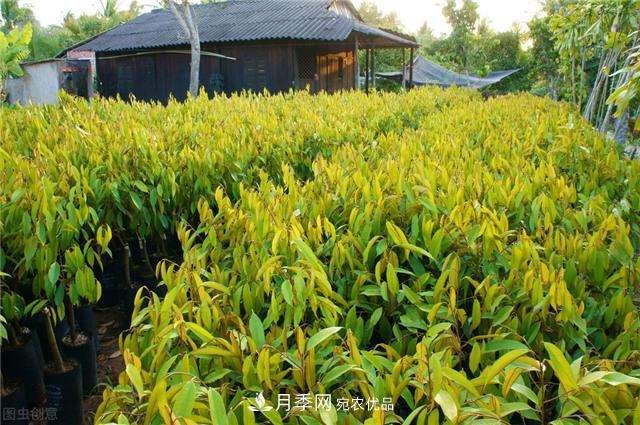 苗圃中常見病害的苗木綜合防治技術(shù)要點(diǎn)(圖1)