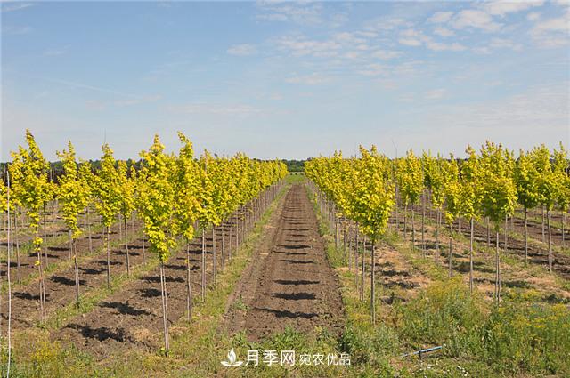 苗圃中常見病害的苗木綜合防治技術(shù)要點(diǎn)(圖2)