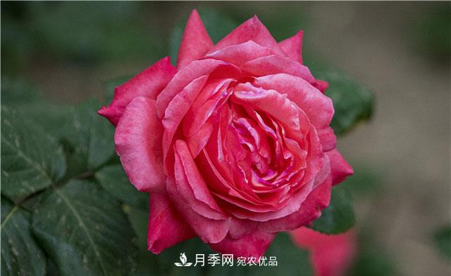 月季花開吐芬芳，南陽月季大美景(圖庫)(圖1)