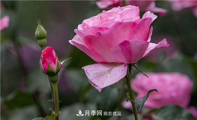 月季花開吐芬芳，南陽月季大美景(圖庫)(圖2)