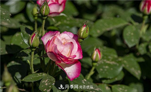 月季花開吐芬芳，南陽月季大美景(圖庫)(圖6)