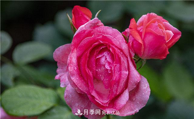 月季花開吐芬芳，南陽月季大美景(圖庫)(圖4)