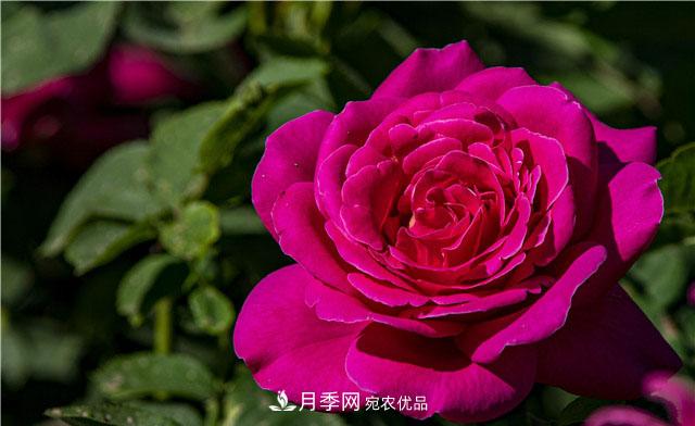 月季花開吐芬芳，南陽月季大美景(圖庫)(圖3)