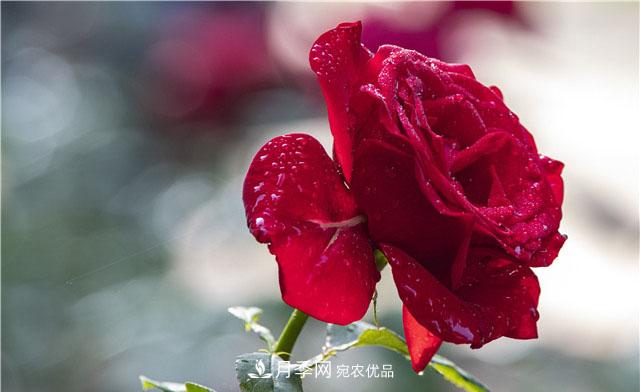 月季花開吐芬芳，南陽月季大美景(圖庫)(圖8)