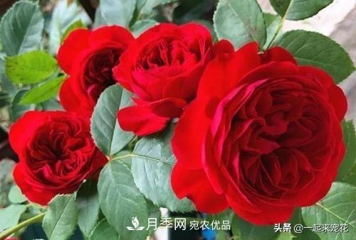 10款紅色系月季推薦，款款驚艷(圖2)