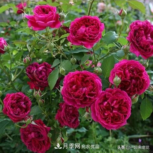 10款紅色系月季推薦，款款驚艷(圖3)