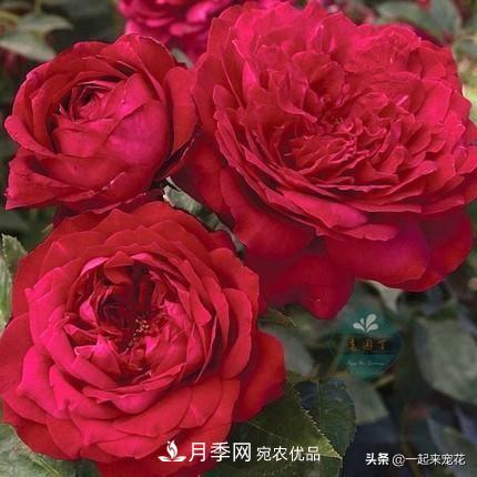 10款紅色系月季推薦，款款驚艷(圖1)