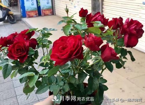 10款紅色系月季推薦，款款驚艷(圖9)