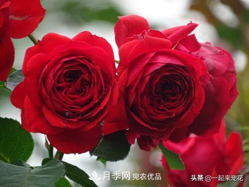 10款紅色系月季推薦，款款驚艷(圖8)
