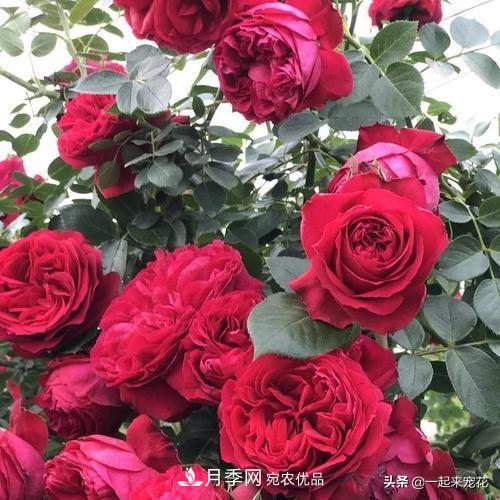 10款紅色系月季推薦，款款驚艷(圖7)