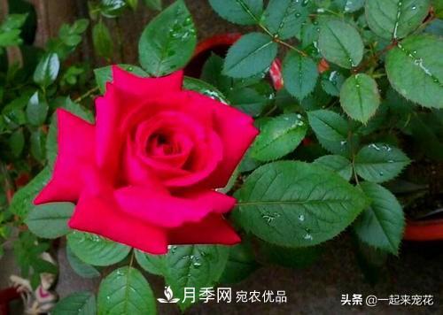 10款紅色系月季推薦，款款驚艷(圖10)