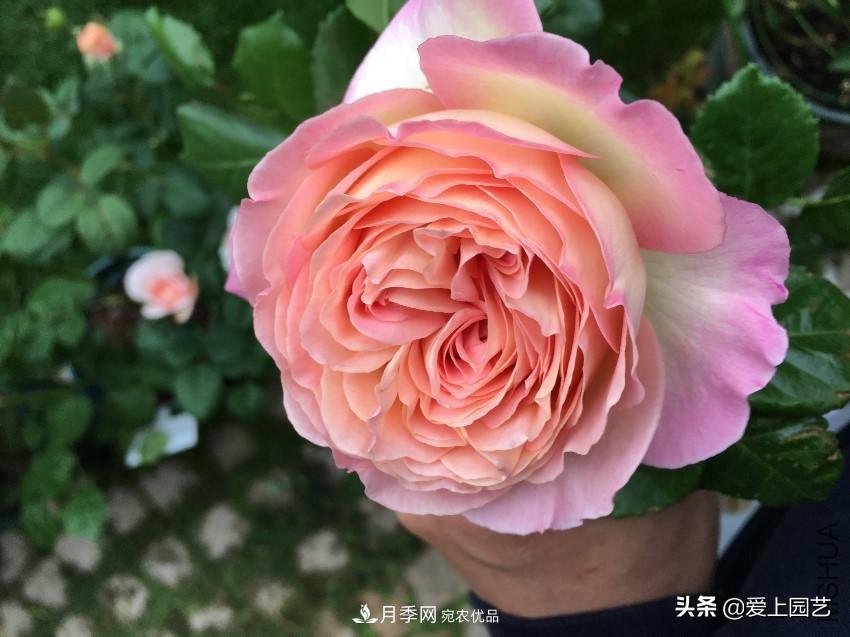 一成不變的月季不是我的菜，“百變女郎”才夠精彩(圖1)
