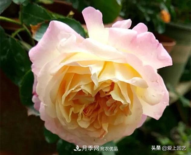 一成不變的月季不是我的菜，“百變女郎”才夠精彩(圖2)