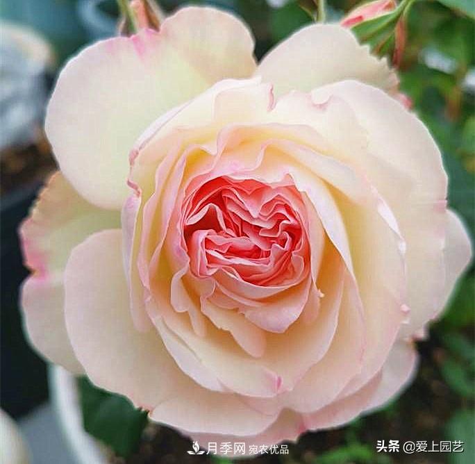 一成不變的月季不是我的菜，“百變女郎”才夠精彩(圖7)
