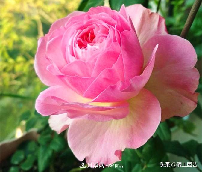 一成不變的月季不是我的菜，“百變女郎”才夠精彩(圖6)
