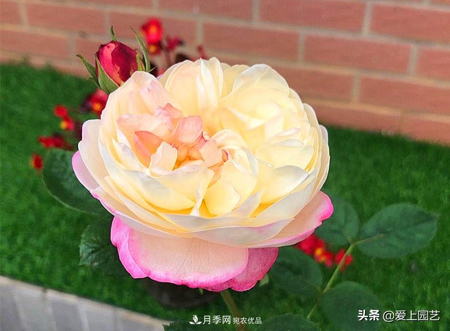 一成不變的月季不是我的菜，“百變女郎”才夠精彩(圖4)
