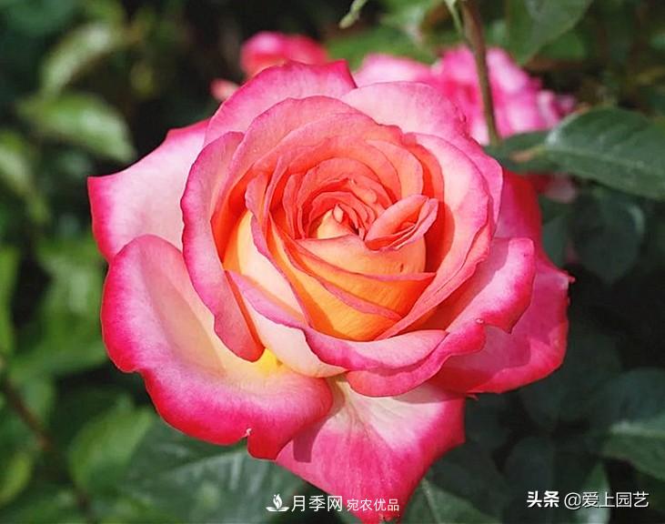 一成不變的月季不是我的菜，“百變女郎”才夠精彩(圖12)