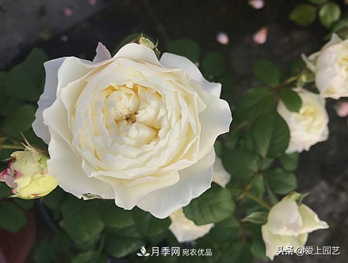 一成不變的月季不是我的菜，“百變女郎”才夠精彩(圖8)