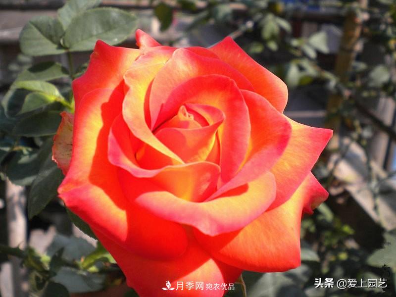 一成不變的月季不是我的菜，“百變女郎”才夠精彩(圖11)