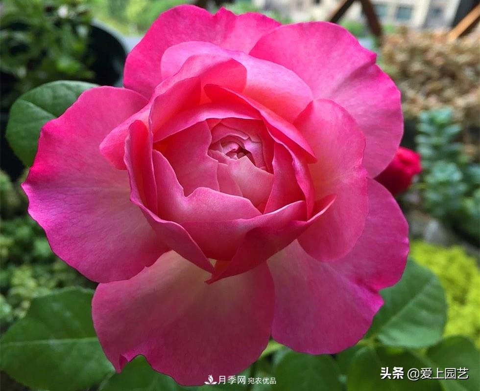 一成不變的月季不是我的菜，“百變女郎”才夠精彩(圖9)