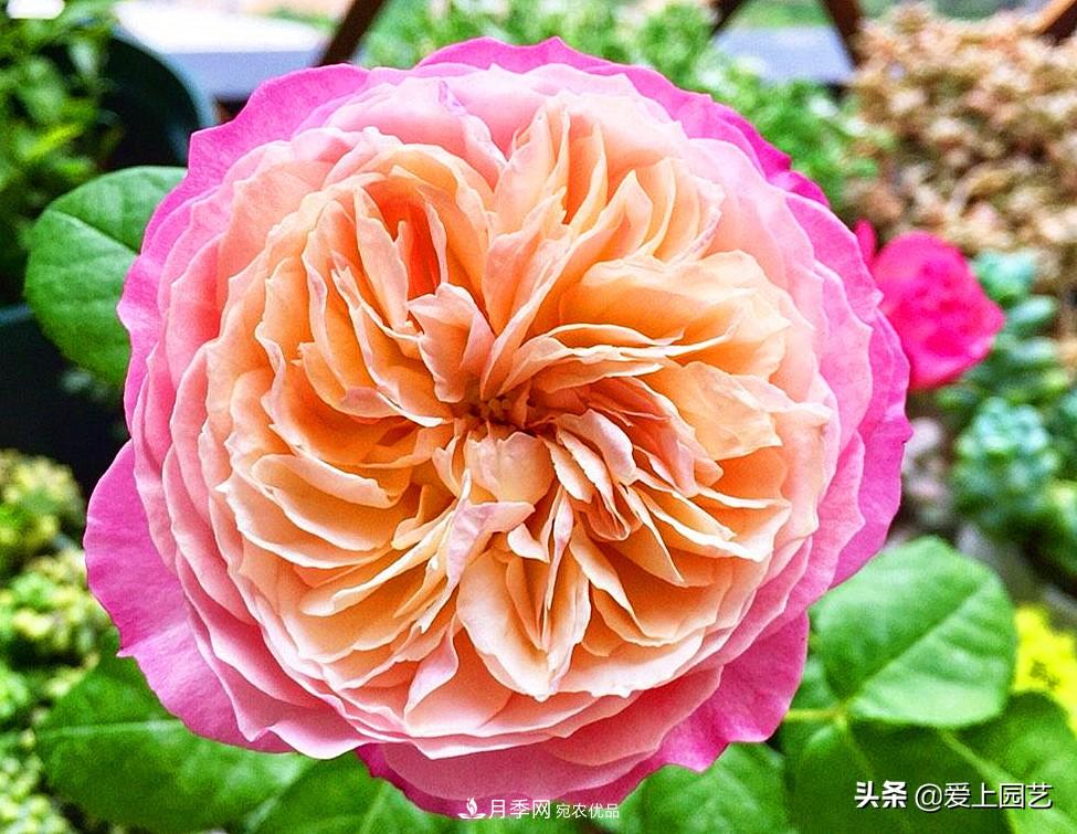 一成不變的月季不是我的菜，“百變女郎”才夠精彩(圖10)