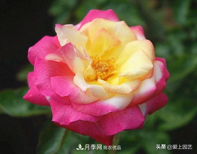 一成不變的月季不是我的菜，“百變女郎”才夠精彩(圖14)