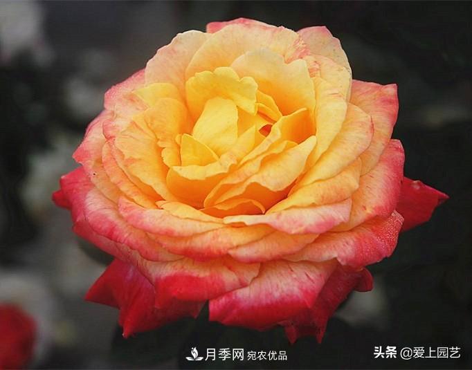 一成不變的月季不是我的菜，“百變女郎”才夠精彩(圖13)