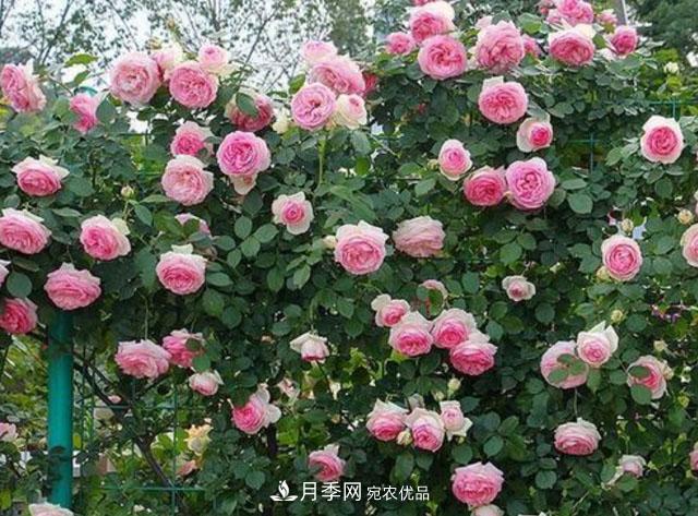 漂亮的藤本月季，庭院必養(yǎng)花卉，打造花園小院(圖1)