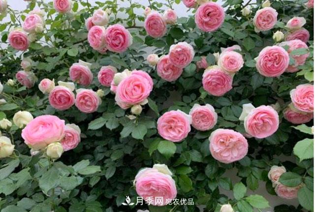漂亮的藤本月季，庭院必養(yǎng)花卉，打造花園小院(圖2)