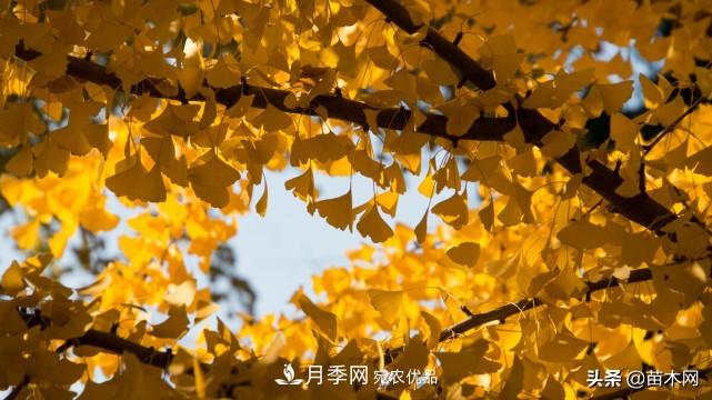 秋季苗木看這幾種綠化樹，越看越美(圖2)
