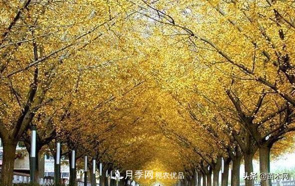 秋季苗木看這幾種綠化樹，越看越美(圖1)