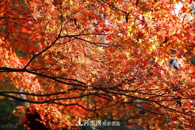 秋葉如花，觀賞紅葉的苗木，除了紅楓，你認(rèn)識(shí)哪幾種？(圖1)