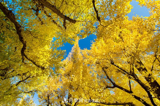 秋葉如花，觀賞紅葉的苗木，除了紅楓，你認(rèn)識(shí)哪幾種？(圖3)