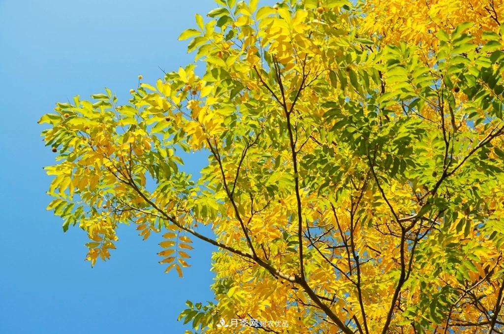 秋葉如花，觀賞紅葉的苗木，除了紅楓，你認(rèn)識(shí)哪幾種？(圖4)