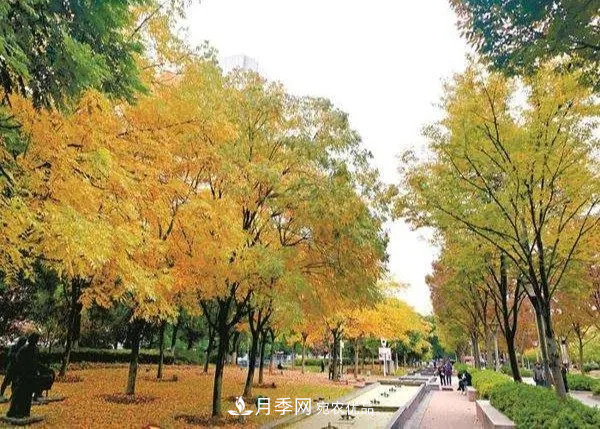 秋葉如花，觀賞紅葉的苗木，除了紅楓，你認(rèn)識(shí)哪幾種？(圖6)