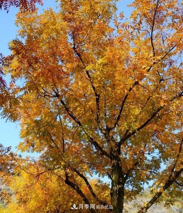 秋葉如花，觀賞紅葉的苗木，除了紅楓，你認(rèn)識(shí)哪幾種？(圖2)