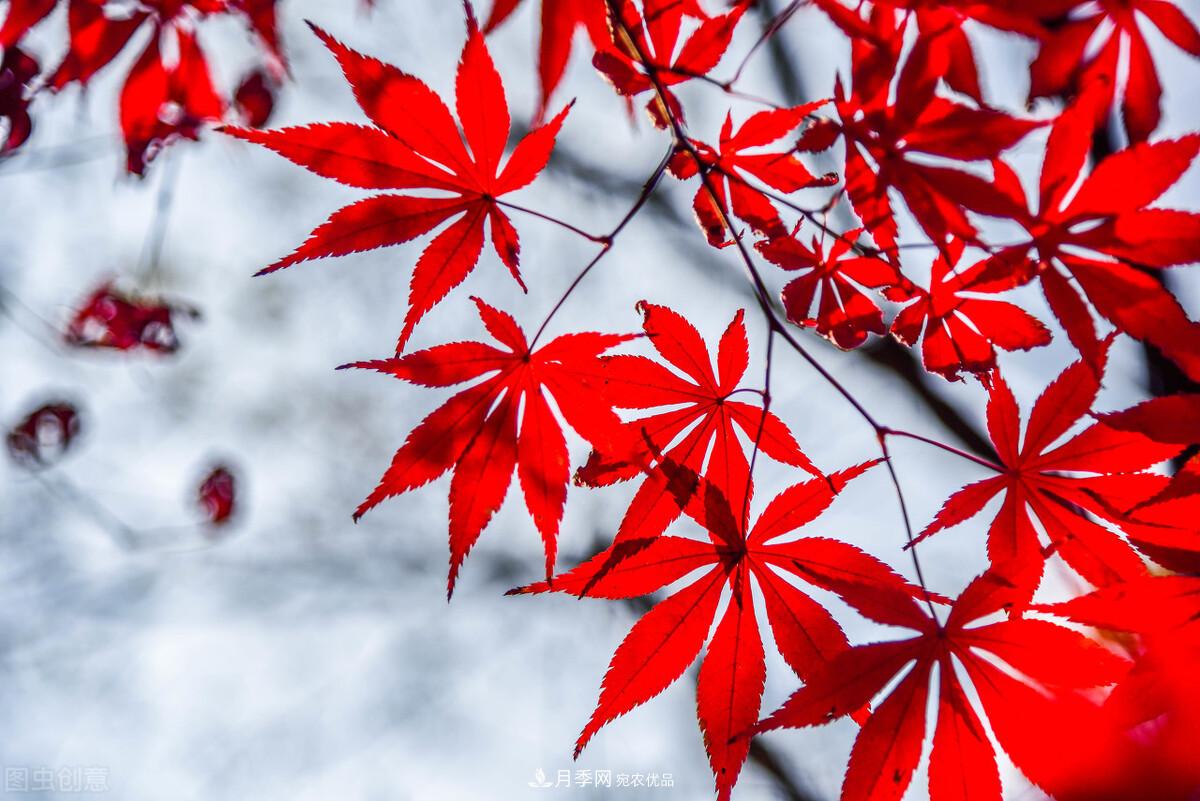 秋葉如花，觀賞紅葉的苗木，除了紅楓，你認(rèn)識(shí)哪幾種？(圖8)