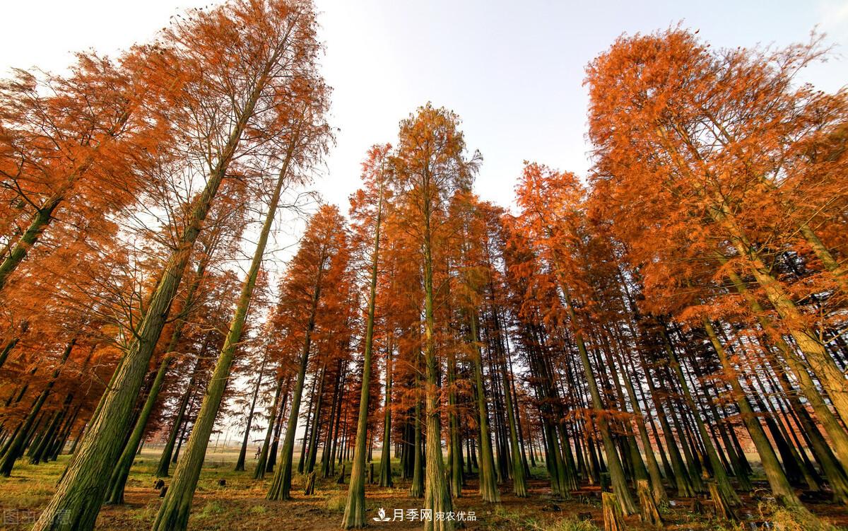 秋葉如花，觀賞紅葉的苗木，除了紅楓，你認(rèn)識(shí)哪幾種？(圖9)