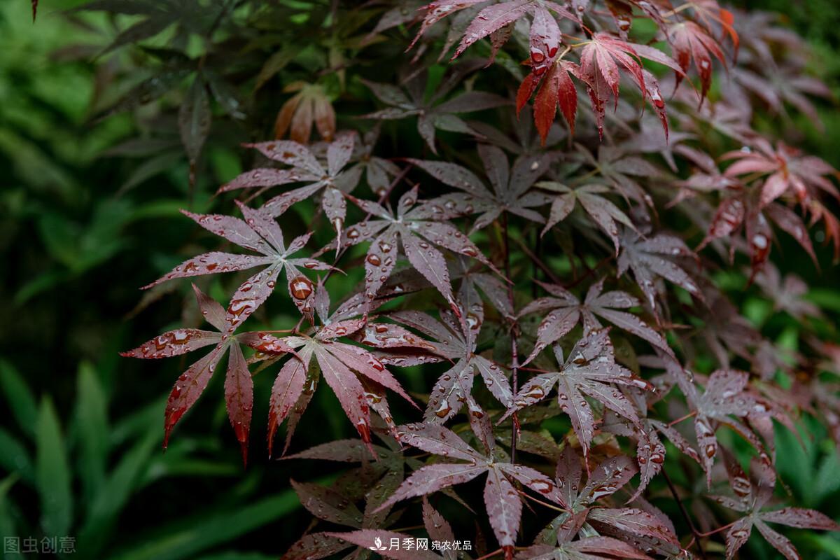 秋葉如花，觀賞紅葉的苗木，除了紅楓，你認(rèn)識(shí)哪幾種？(圖7)