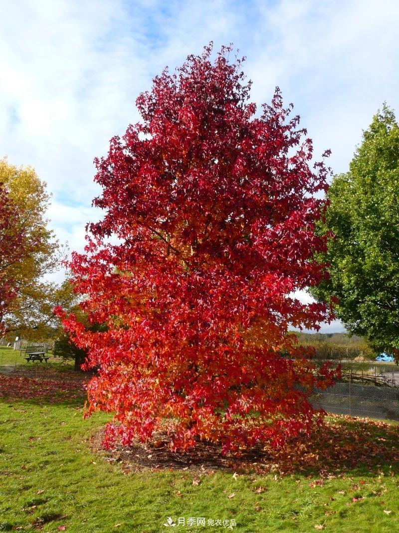 秋葉如花，觀賞紅葉的苗木，除了紅楓，你認(rèn)識(shí)哪幾種？(圖10)