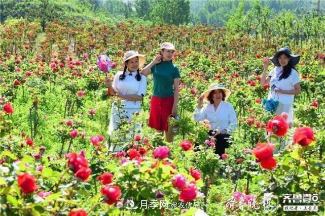 山東淄博沂源60畝月季花競(jìng)放，美麗產(chǎn)業(yè)助推特色鄉(xiāng)村旅游(圖2)